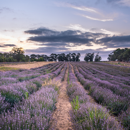 <strong>Yanchep Lavender</strong>