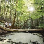 Central Station, Fraser Island. Image supplied by Tourism and Events Queensland.