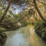 Eli Creek, Fraser Island. Image supplied by Tourism and Events Queensland.