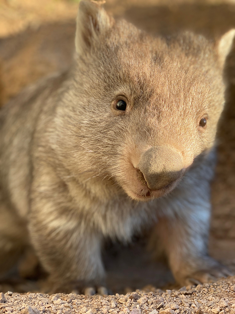 Little Giant Wines' furry little friend, the wombat. Image supplied