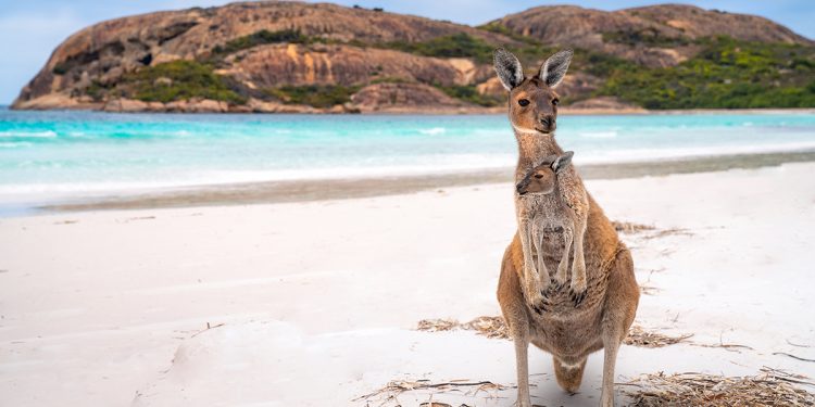 Kangaroo and Joey at Lucky Bay, Esperance, Western Australia. Photographed by Anek Soowannaphoom. Image via Shutterstock