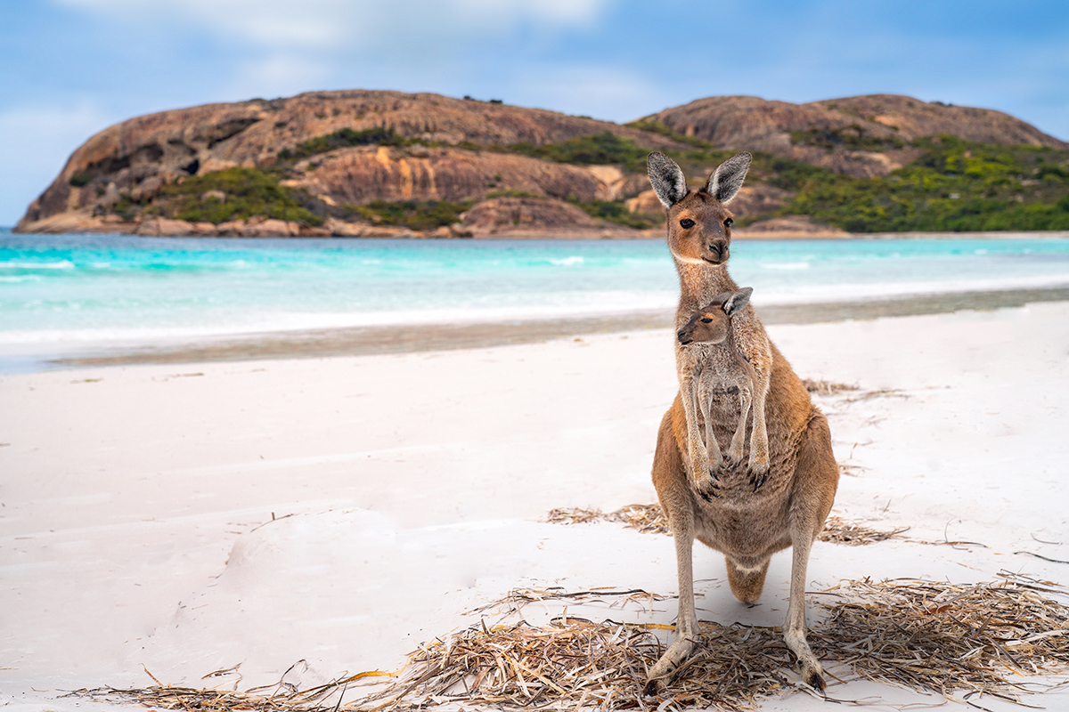 Kangaroo and Joey at Lucky Bay, Esperance, Western Australia. Photographed by Anek Soowannaphoom. Image via Shutterstock