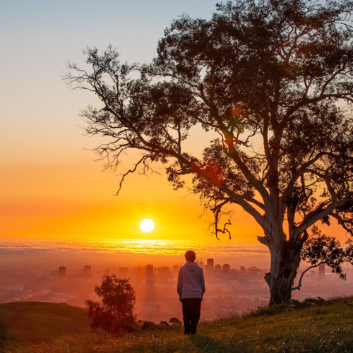 <strong>Mount Osmond Walking Trails</strong>