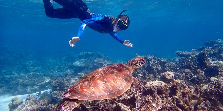 Snorkeller with turtle, Ningaloo Reef. Photographed by Emily Hamley. Image via Shutterstock