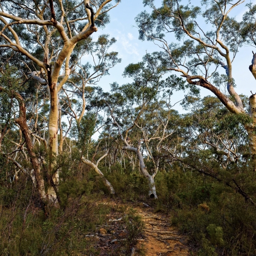Waite Conservation Reserve Loop Walking Trail