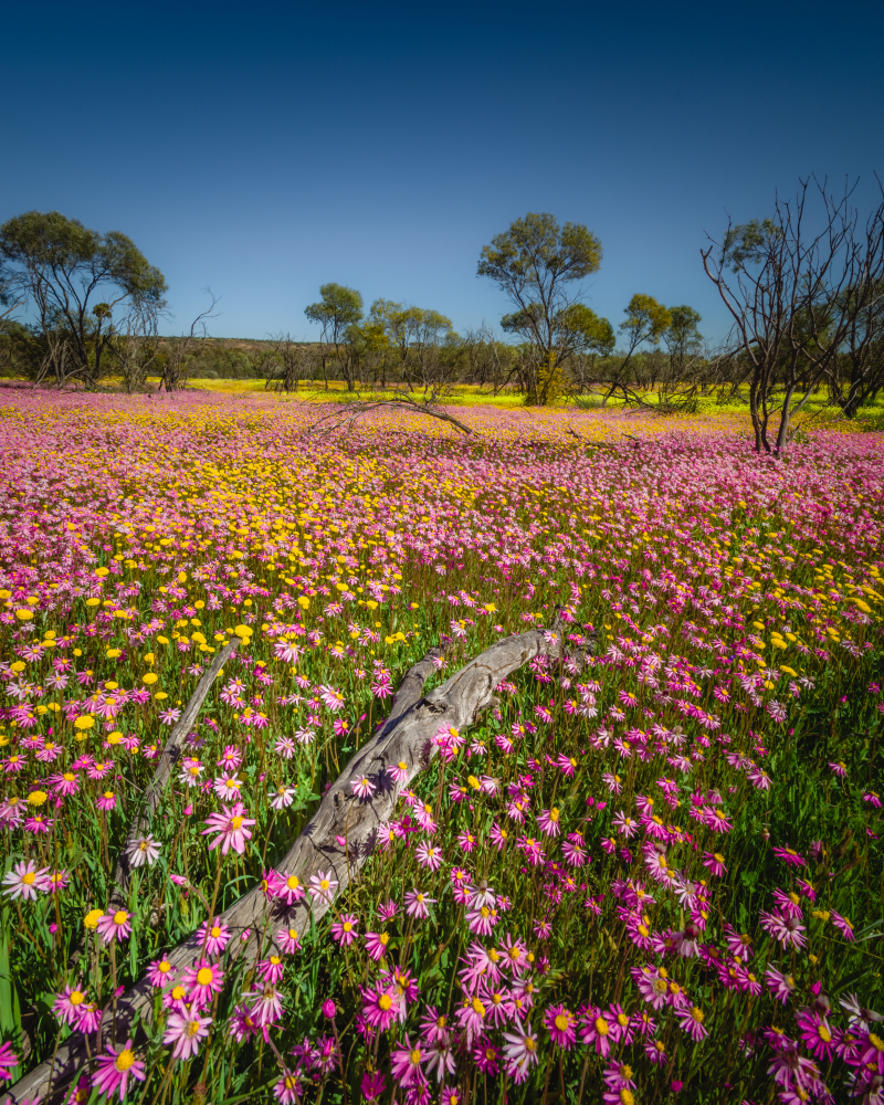 Wildflowers, Mullewa. Photographed by Nathan Dobbie. Image via Shutterstock