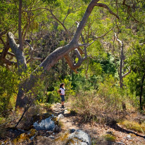 Chambers Gully Hike