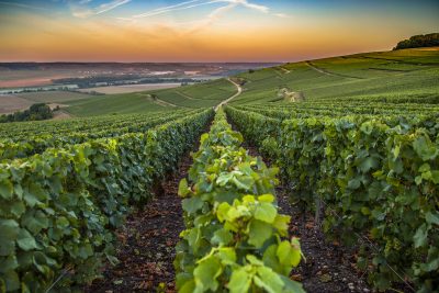 Champagne France. Photographed by Hesam Sanaee. Image via Shutterstock