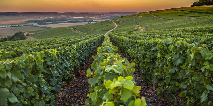 Champagne France. Photographed by Hesam Sanaee. Image via Shutterstock