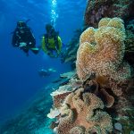 Diving Great Barrier Reef. Tourism and Events Queensland, Credit Riptide Creative. Photographed by Brooke Miles.