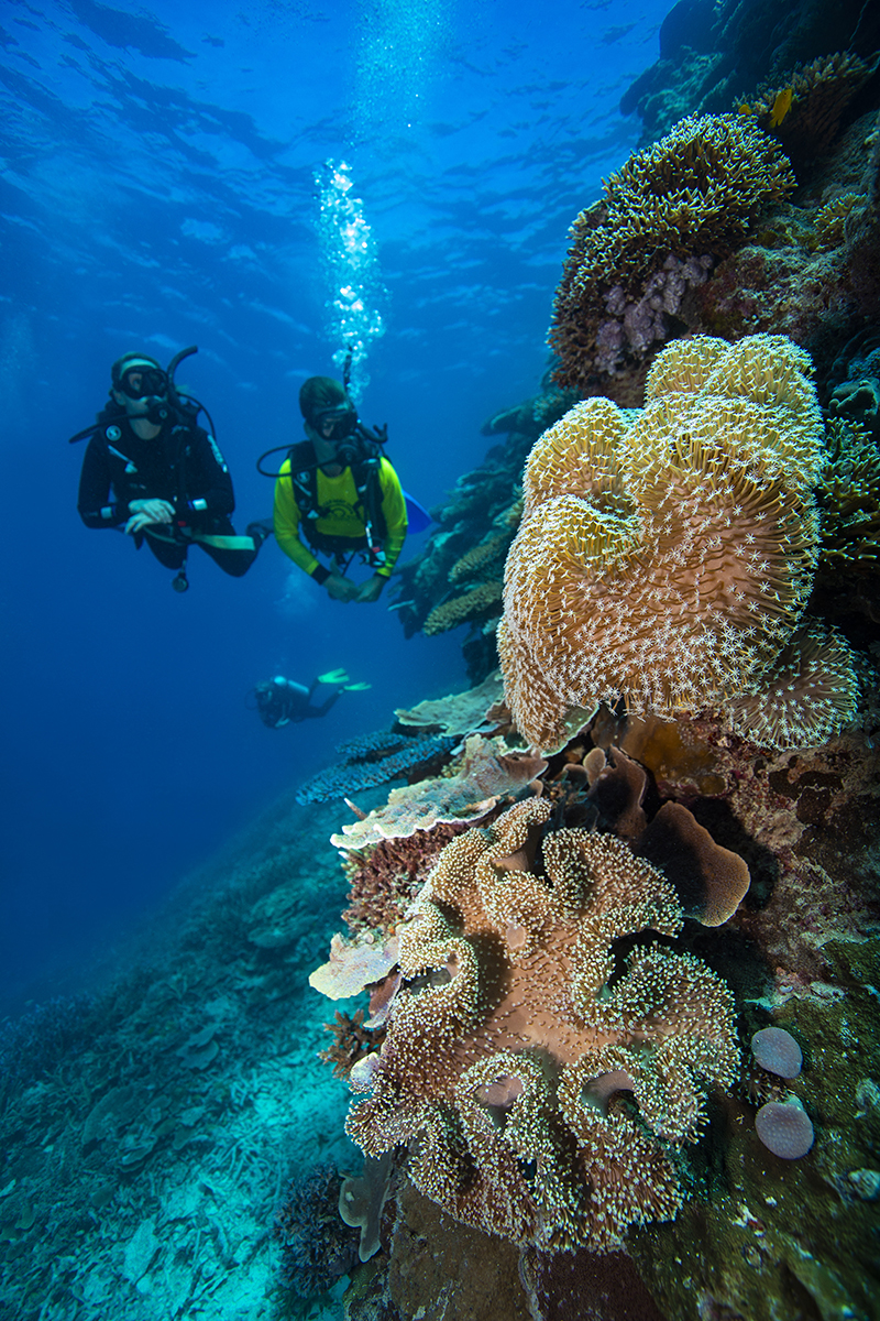 Diving Great Barrier Reef. Tourism and Events Queensland, Credit Riptide Creative. Photographed by Brooke Miles.
