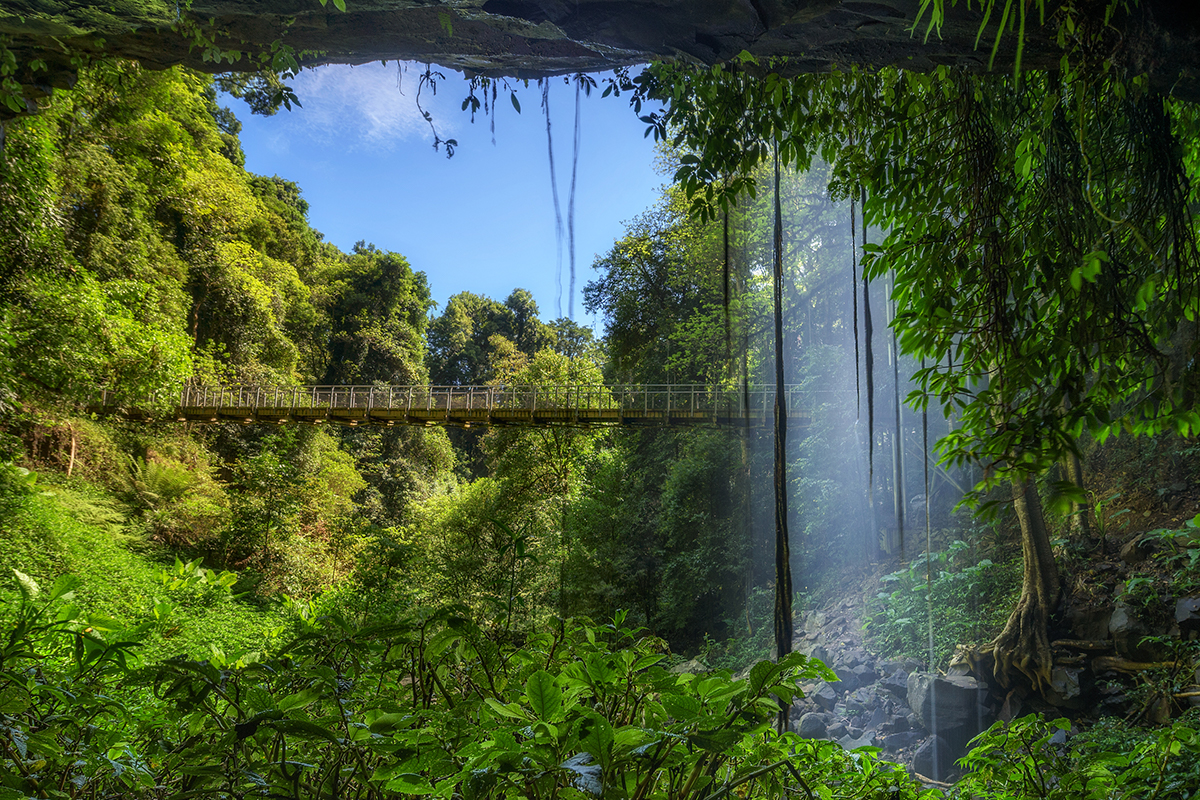 Dorrigo National Park, Waterfall Way, Bellingen. Photographed by Nick Fox. Image via Shutterstock