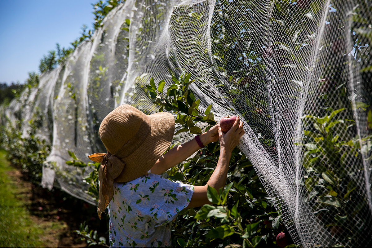 Hillbilly Cider, Bilpin. Image via Destination NSW