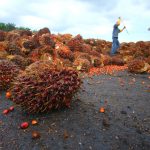 Palm oil industry. Photographed by KYTan. Image via Shutterstock