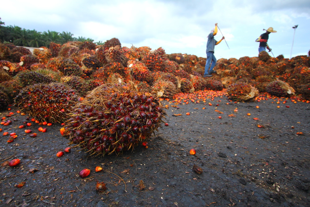 Palm oil industry. Photographed by KYTan. Image via Shutterstock