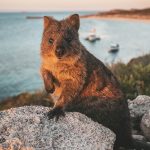 Quokka at Rottnest Island. Supplied by Tourism Western Australia.