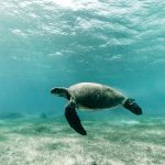 Turtle Near Lord Howe Island. Supplied by Destination NSW. Photographed by Zach Sanders.