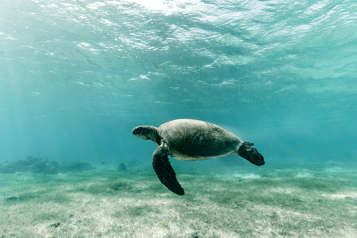 Turtle Near Lord Howe Island. Supplied by Destination NSW. Photographed by Zach Sanders.