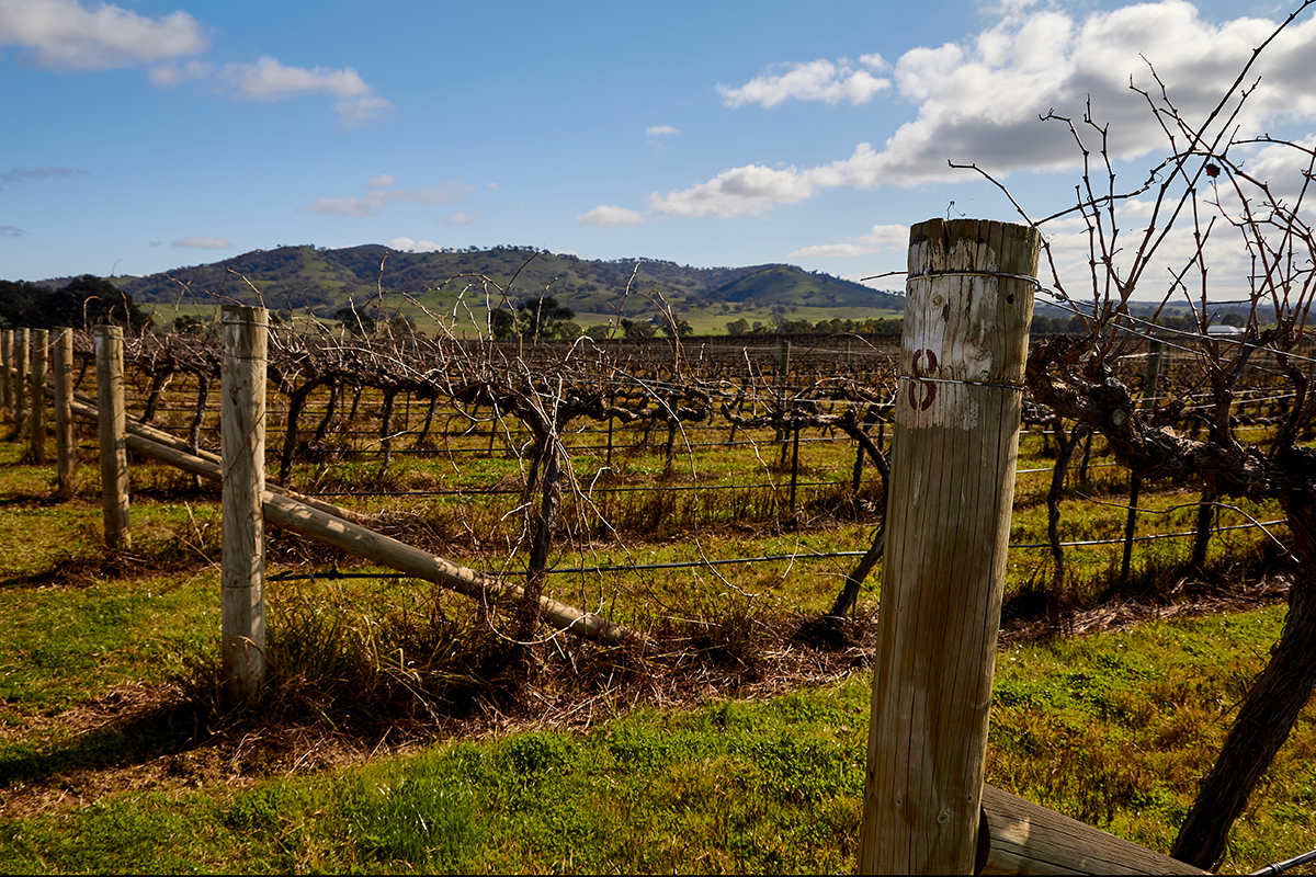 Vineyard in Mudgee. Photographed by Rex Ellacott. Image via Shutterstock