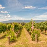 Yarra Valley vineyards. Photographed by lkonya. Image via Shutterstock
