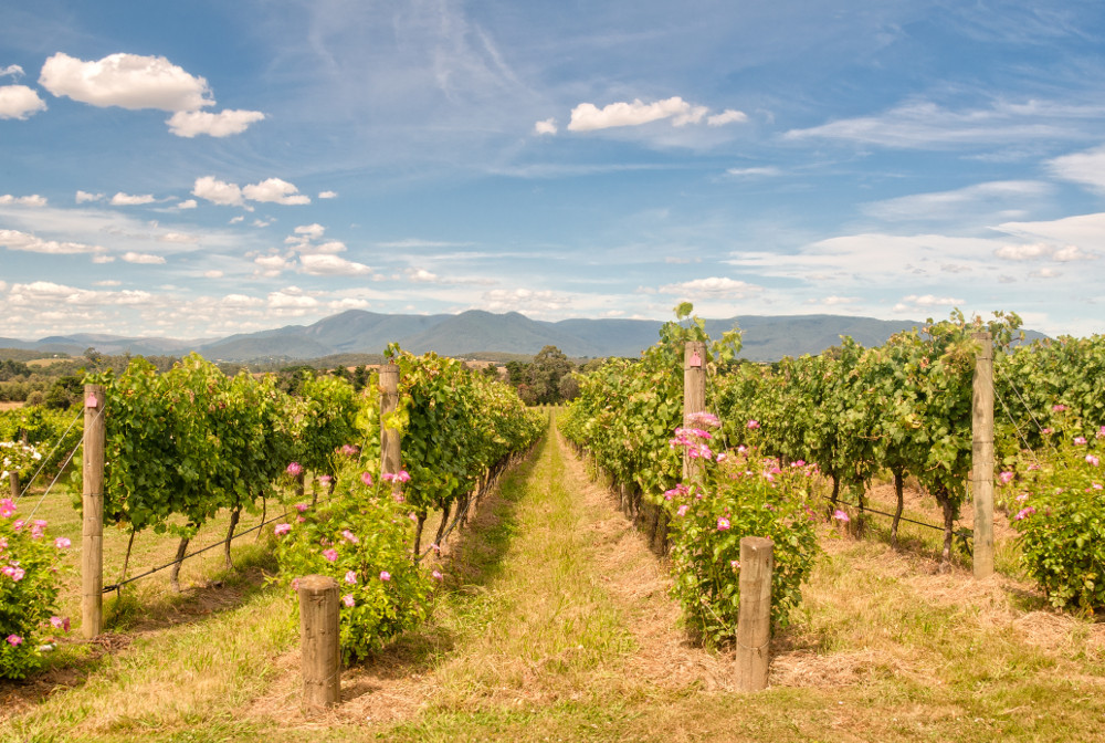 Yarra Valley vineyards. Photographed by lkonya. Image via Shutterstock
