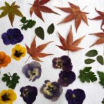 Craft 365. How to press flowers and leaves. Image supplied.