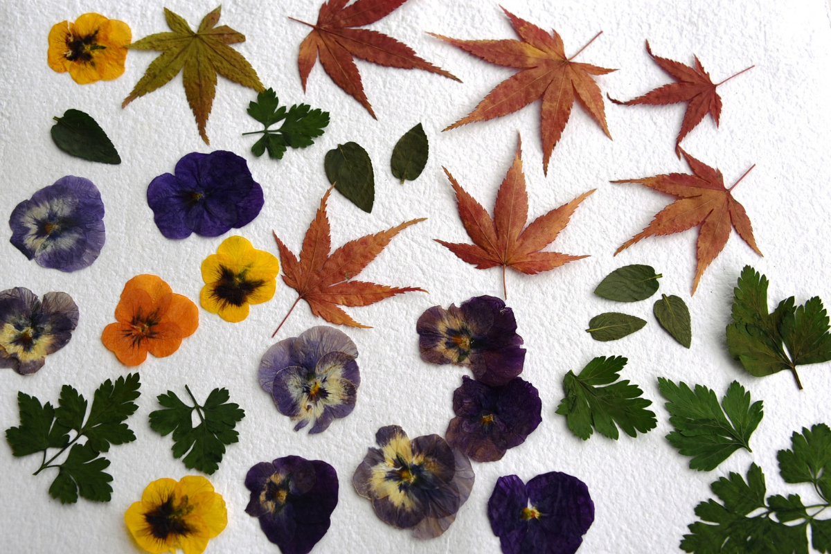 Craft 365. How to press flowers and leaves. Image supplied.
