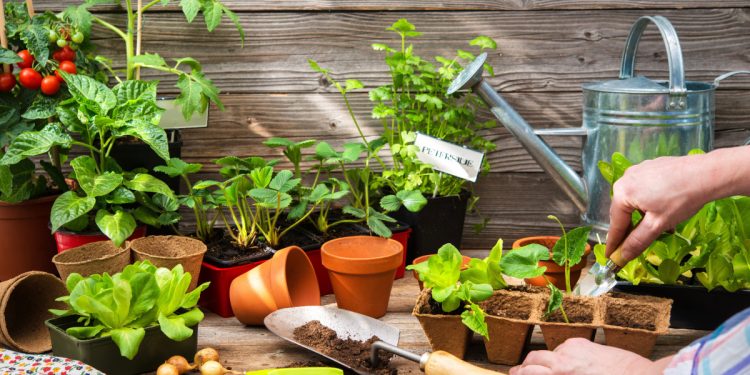 Farmer planting seeds. Photographed by Alexander Raths. Image via Shutterstock