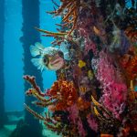 Globe Fish at Busselton Jetty. Photographed by Kai Egan. Image via Shutterstock