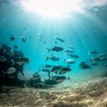 Underwater Paradise, Byron Bay. Photographed by RugliG. Image via Shutterstock