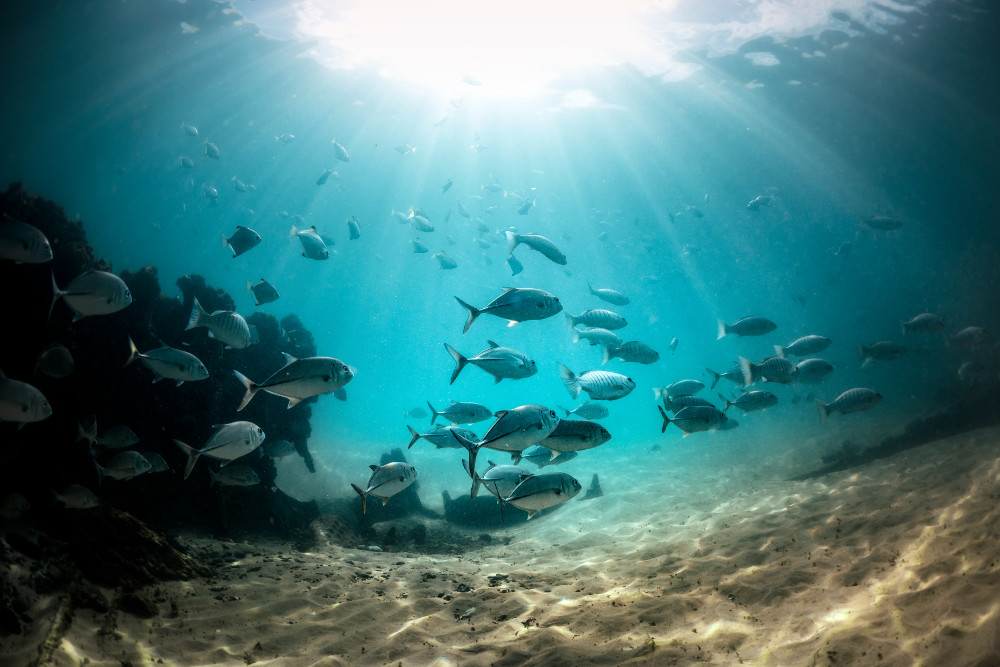 Underwater Paradise, Byron Bay. Photographed by RugliG. Image via Shutterstock