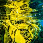 Underwater kelp forest, Tasmania. Photographed by Lucas Vejrik. Image via Shutterstock