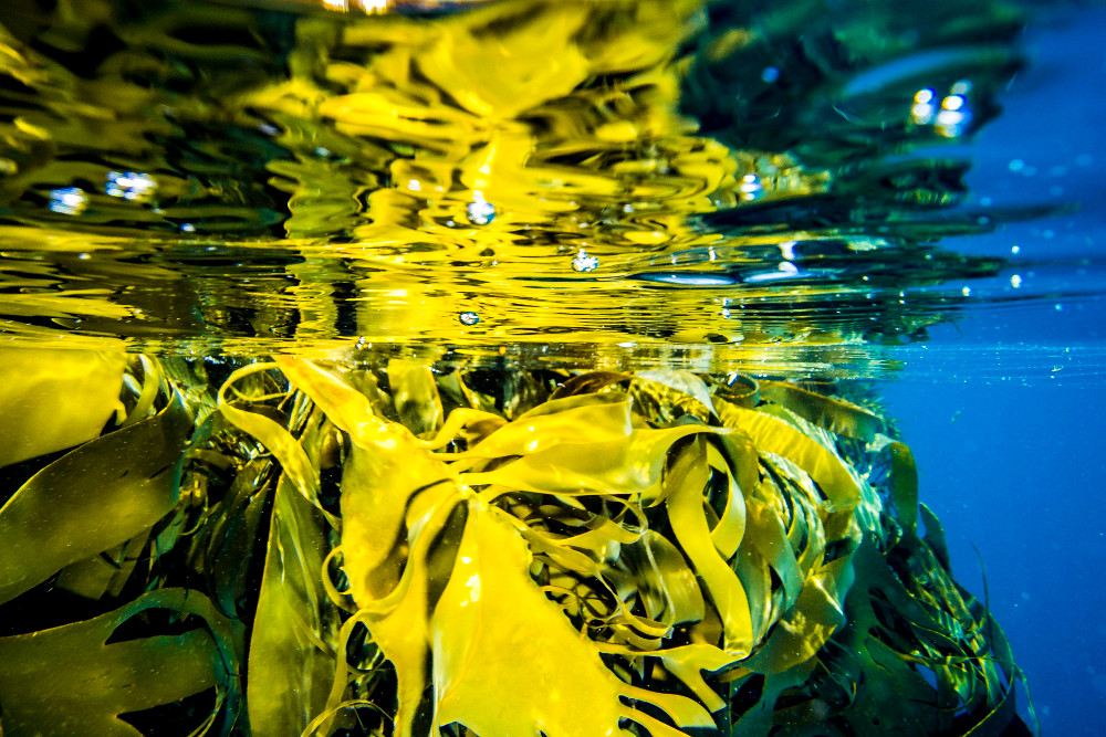 Underwater kelp forest, Tasmania. Photographed by Lucas Vejrik. Image via Shutterstock