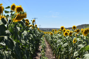 Allora Sunflower Field. Photographed by Madeline Paulsen. Image supplied via Hunter and Bligh