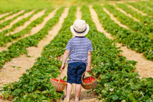 Kid Picking Strawberries. Photographed by Irina Schmidt. Image via Shutterstock