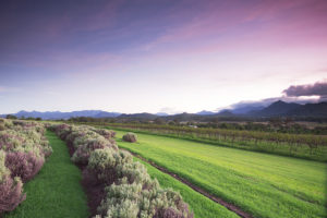 Kooroomba Lavender Field and Vineyard. Photographed by Rob Downer. Image via Shutterstock
