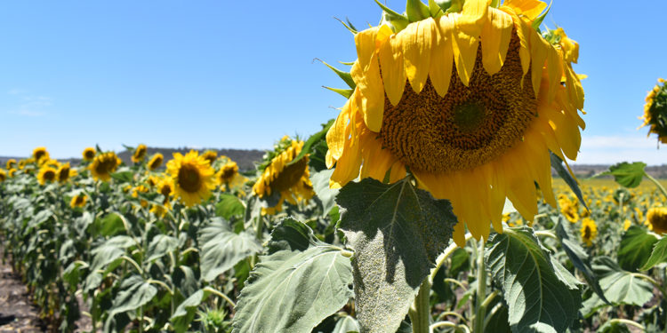 Sunflower in Allora Sunflower Field. Photographed by Madeline Paulsen. Image supplied via Hunter and Bligh