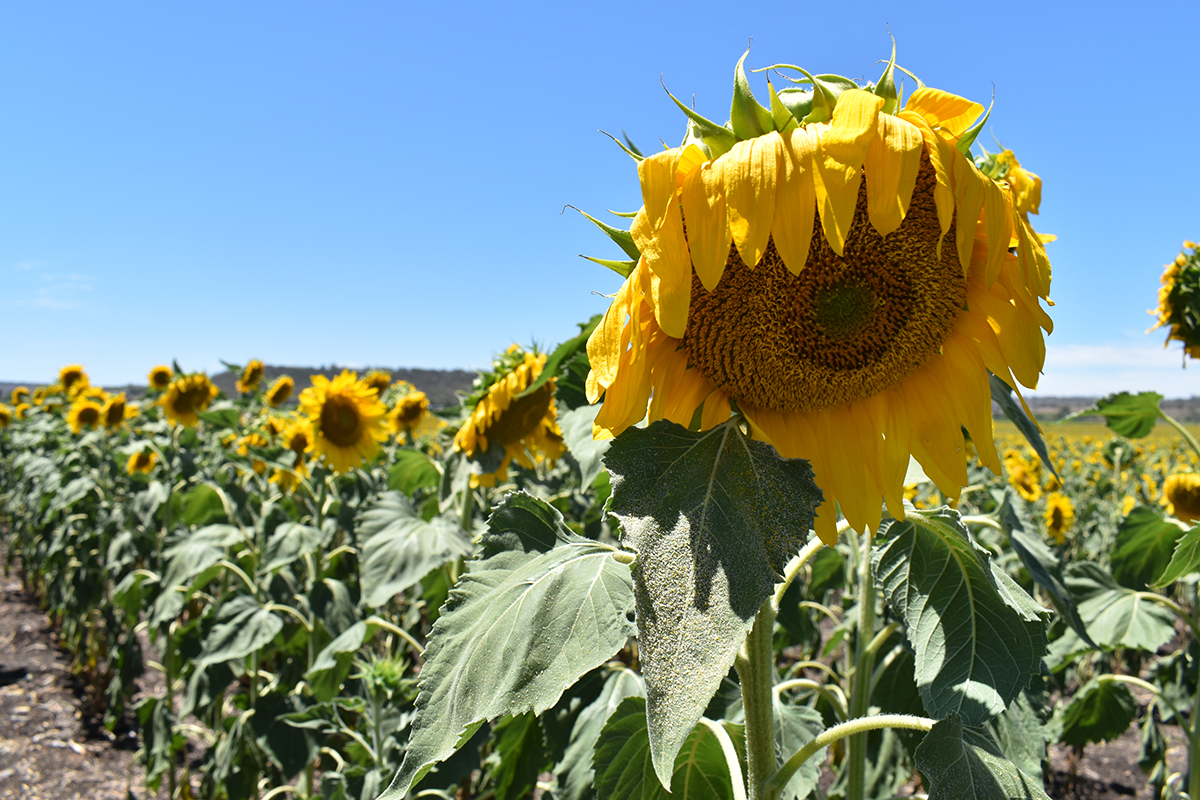 Sunflower in Allora Sunflower Field. Photographed by Madeline Paulsen. Image supplied via Hunter and Bligh
