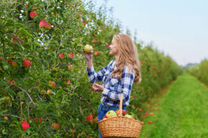 Woman Picking Apples in Orchard. Photographed by Ekaterina Pokrovsky. Image via Shutterstock