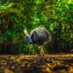 Cassowary at Daintree Rainforest in Far North Queensland.