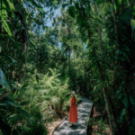 Marrdja Boardwalk at Daintree Rainforest in Far North Queensland.