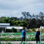 Organic Winery at the Burnside Organic Farm, Western Australia. Image supplied.