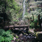 Erskine Falls, Lorne. Photographed by XM2. Image via Visit Victoria.