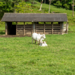 Farm animals grazing in the field. Photographed by Raphael Comber Sales. Image via Shutterstock.