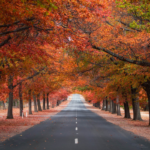 Honour Avenue, Mt Macedon. Photographed by Daryl Ariawan. Image via Shutterstock.