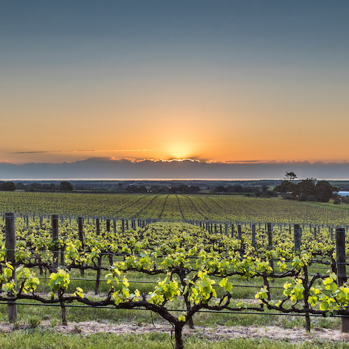 <strong>6. McLaren Vale, SA</strong>