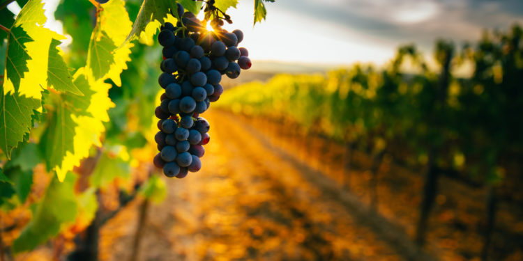 Vineyard with sunset in background. Photographed by Angyalosi Beata. Image via Shutterstock