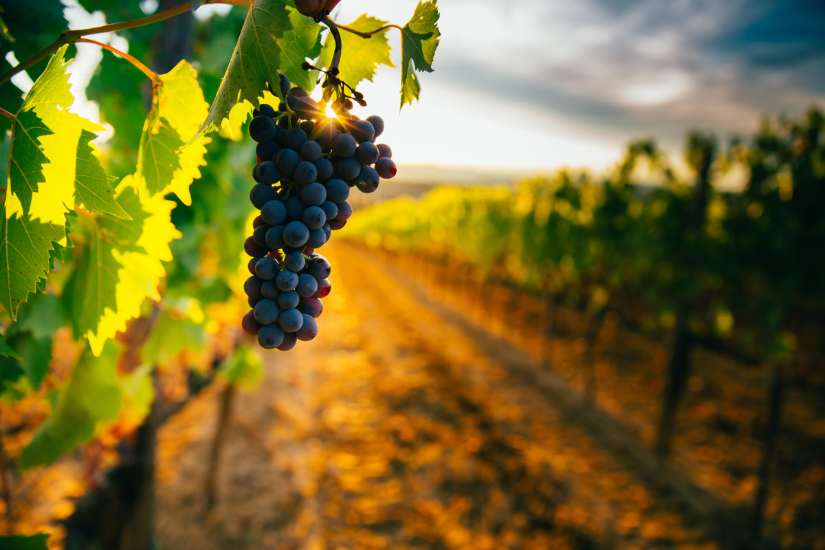 Vineyard with sunset in background. Photographed by Angyalosi Beata. Image via Shutterstock