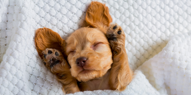 Image: Sergius4, Shutterstock