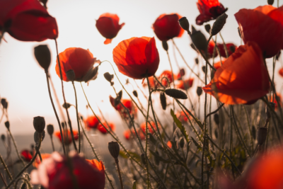 ANZAC Day 2021 The Public Holiday All Aussies Want. Photographed by Milos Tonchevski. Image via Unsplash.